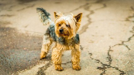 yorkshire terrier on the road