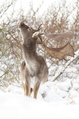 Fallow deer in wintertime with fresh fallen snow.