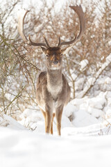 Fallow deer in wintertime with fresh fallen snow.