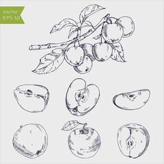 Hand drawing apples on apple tree branch. Vector illustration