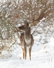 Fallow deer in wintertime with fresh fallen snow.