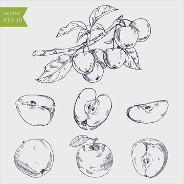 Hand drawing apples on apple tree branch. Vector illustration