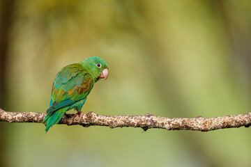 Fototapeta premium Orange-chinned parakeet (Brotogeris jugularis) perched on a branch in the rainforest in Boca Tapada, Costa Rica