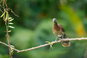 Grey-headed chachalaca (Ortalis cinereiceps) perched on a branch in the rainforest of Boca Tapada in Costa Rica. 