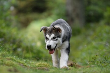 Alaskan Malamute puppy dog runs in the meadow