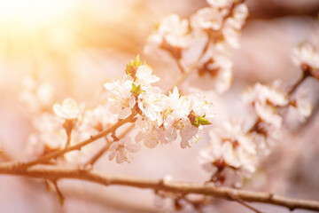 Apricot tree blossoms