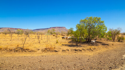 Fototapeta na wymiar Australian pastoral station cattle shade under a small tree near the Cockburn Range near Wyndham on the Karunjie Track