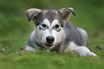 Alaskan Malamute puppy dog lies in the forest 
