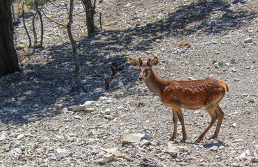 Beautiful young deer on a walk