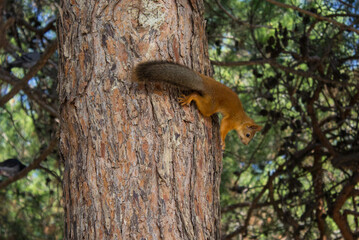Squirrel on a tree in the forest