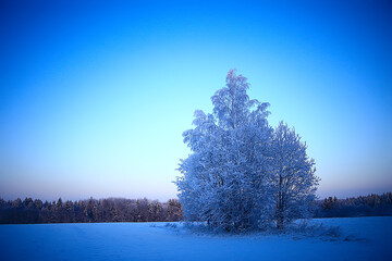landscape winter forest, seasonal beautiful view in snowy forest december nature