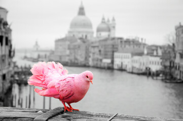 Pink pigeon on bridge railing in Venice (Italy). A view from Accademia bridge on Grand Canal and...