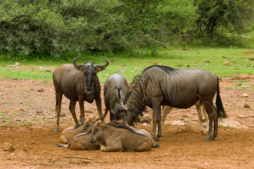Fototapeta premium Black wildebeest creche at salt lick, Pilanesberg Game Reserve, North West, South Africa.