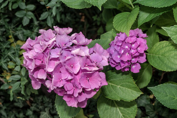 Bigleaf Hydrangea (Hydrangea macrophylla) in garden