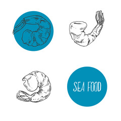 Hand drawn vector illustration of shrimps, prawns. Isolated seafood images for design, packaging, menu