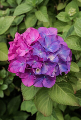 Bigleaf Hydrangea (Hydrangea macrophylla) in garden