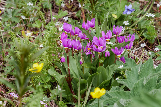 Shooting Star (Dodecatheon pulchellum) Chowiet Island, Semidi Islands, Alaska, USA