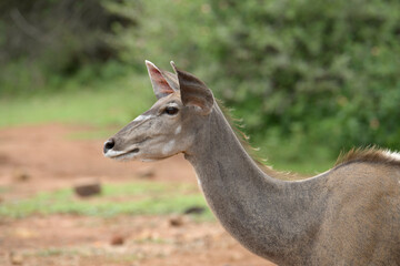 Obraz na płótnie Canvas Watchful Greater kudu ewe, Pilanesberg Game Reserve, North West, South Africa.