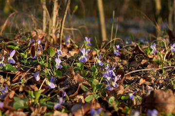 Beautiful early violet flower or pale wood violet ( Viola odorata ) flowering in spring, shallow depth of field, macro shot.
