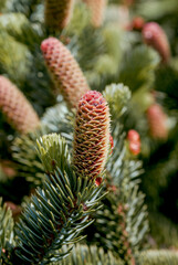 Sitka Spruce (Picea sitchensis) Chowiet Island, Semidi Islands, Alaska, USA