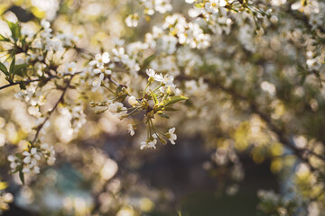 Cherry flowers frame
