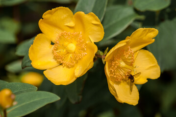 Goldencup St. John's Wort (Hypericum patulum) in garden