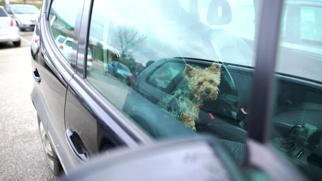 Dog left in car with windows closed.