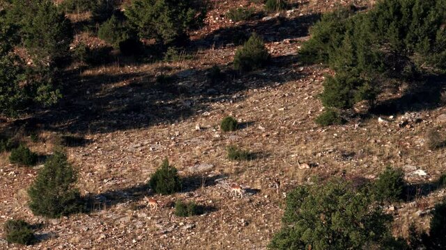 Male fallow deer following female