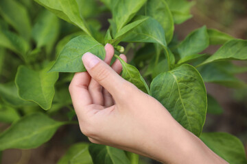 Woman touching leaves on plant in garden, closeup