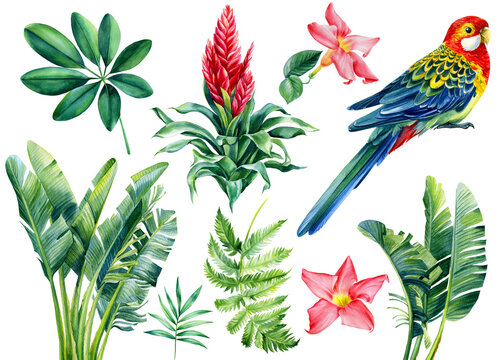Parrot and tropical plants set. Palm leaves, guzmania flower, hand drawing, watercolor botanical painting