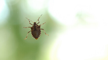 Stink bug crawling on glass surface. Green background with copy space.
