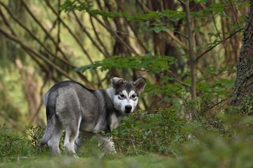 Alaskan Malamute puppy dog stands in the forest 