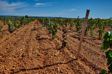Panoramic view of a vineyard in the Spain countryside - Ademuz