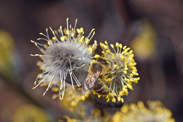 Goat Willow (Salix caprea) in the wild, Moscow region, Russia
