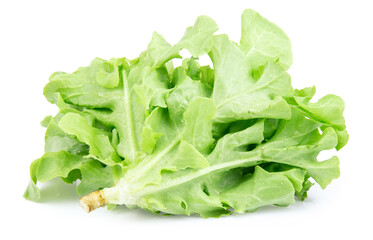 green fresh lettuce isolated on white background