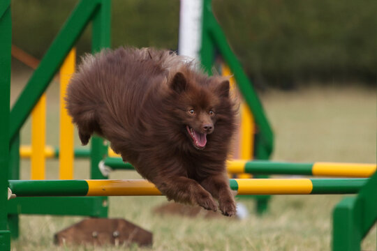 German Spitz competing in agility event