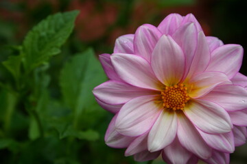 pink and white dahlia