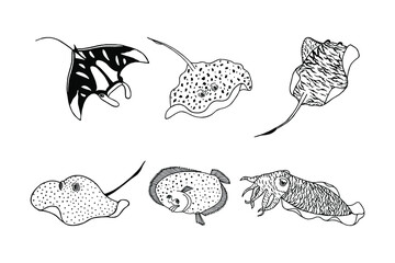 Set of sea animals. Electric rays, fish flounder, cuttlefish. Vector stock illustration eps10. Isolate on white background, outline, hand drawing.  © Yevheniia