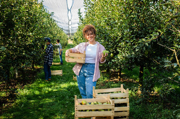Young female farmer examining quality of pears after piking in orchard.