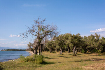 olive trees by the beach