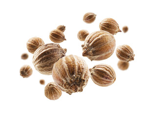 Coriander seeds levitate on a white background