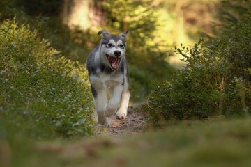 Alaskan Malamute puppy dog runs in the forest 