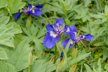 Arctic Iris (Iris setosa) at Chowiet Island, Semidi Islands, Alaska, USA