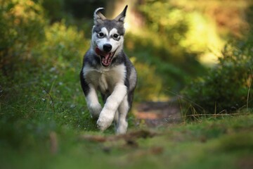 Alaskan Malamute puppy dog runs in the forest 