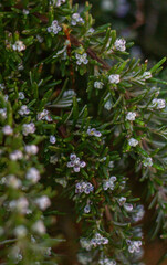 Closeup of rosemary flowers.Purple blooming of rosemary with the green leaves,herb,aroma