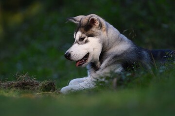 Obraz premium Alaskan Malamute puppy dog lies in the forest 
