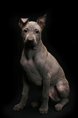 Portrait of a Thai ridgeback on a black background