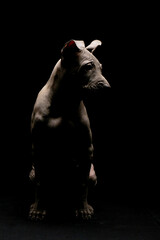 Portrait of a Thai ridgeback on a black background