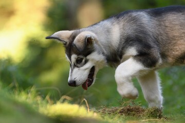Alaskan Malamute puppy dog stands and looks in the forest 