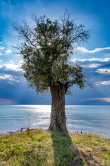 olive trees by the beach